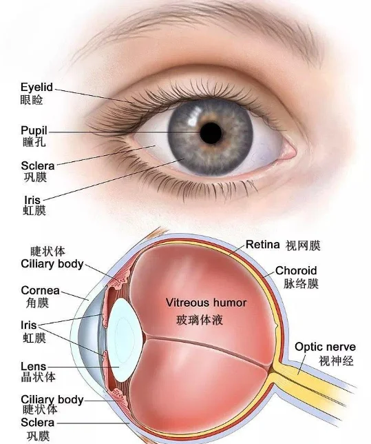 👀 探索眼部解剖 瞳孔的奥秘 瞳孔