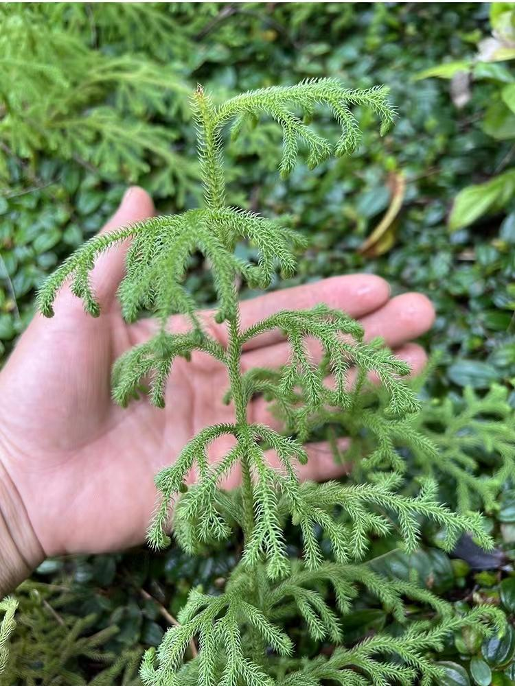 中药伸筋草图片图片