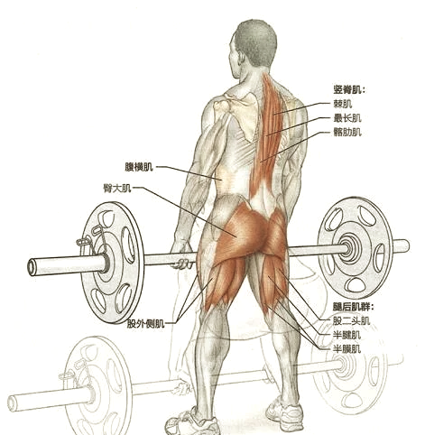 硬拉肌肉图解图片