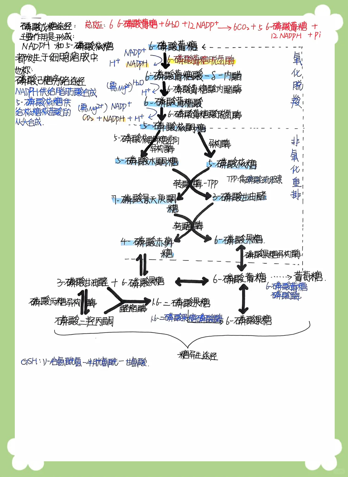 磷酸戊糖途径过程图片