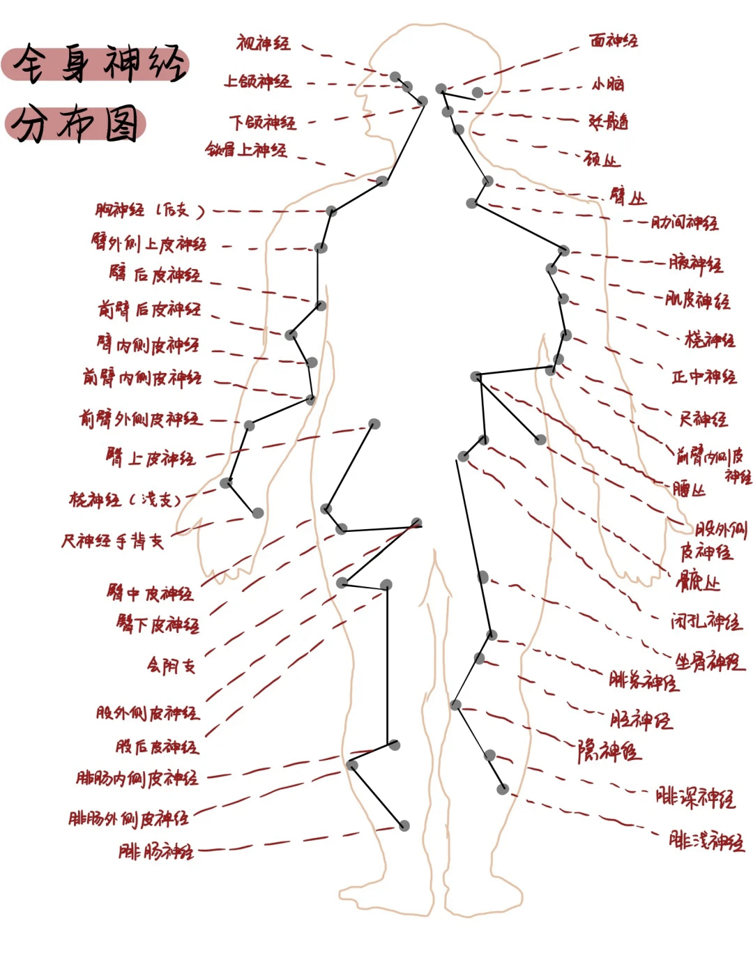 全身体表神经定位图图片