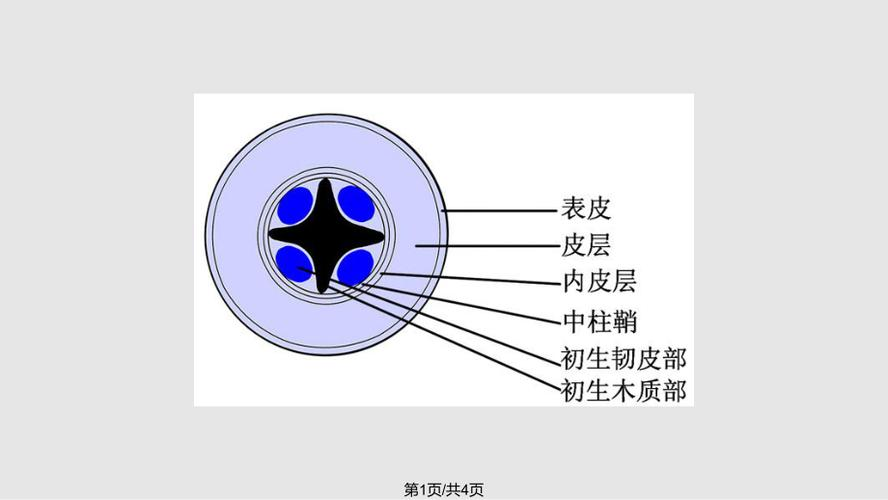 根尖细胞结构模式图图片