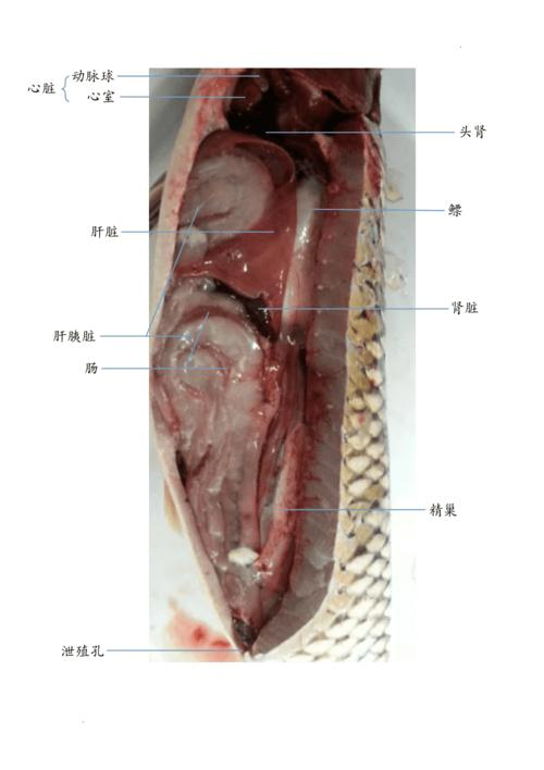 鱼类内部解剖图图片