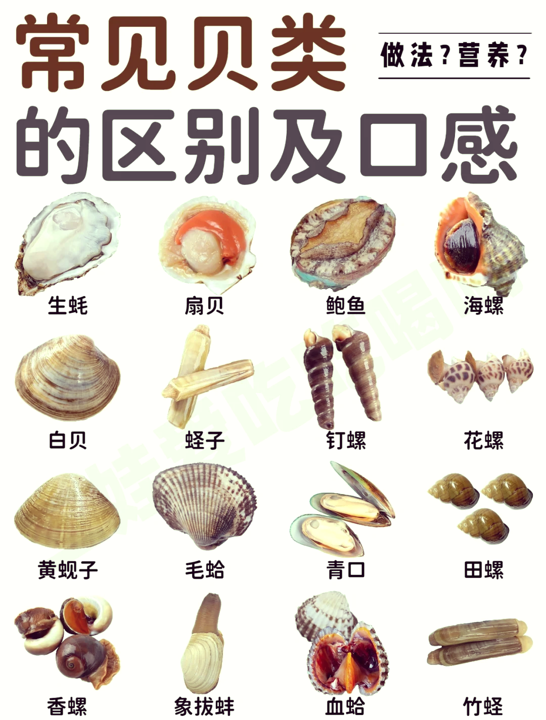 贝壳类海鲜名字和图片图片