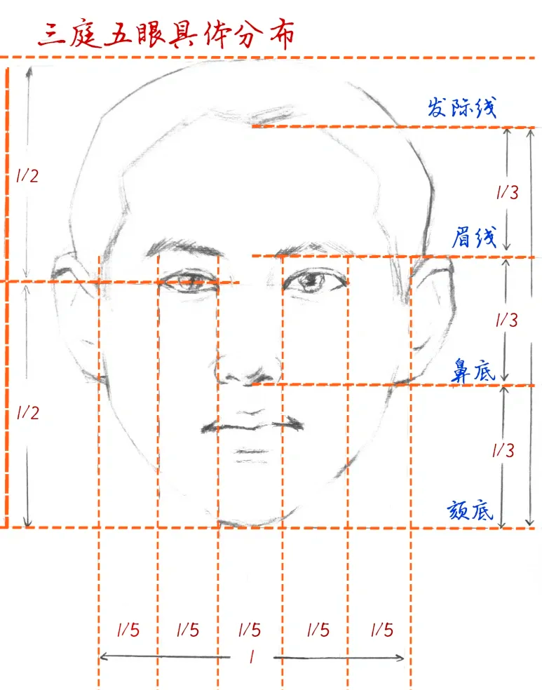 初二美术三庭五眼图片图片