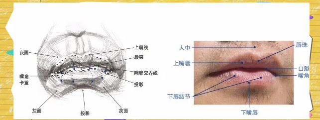 上唇结节图片