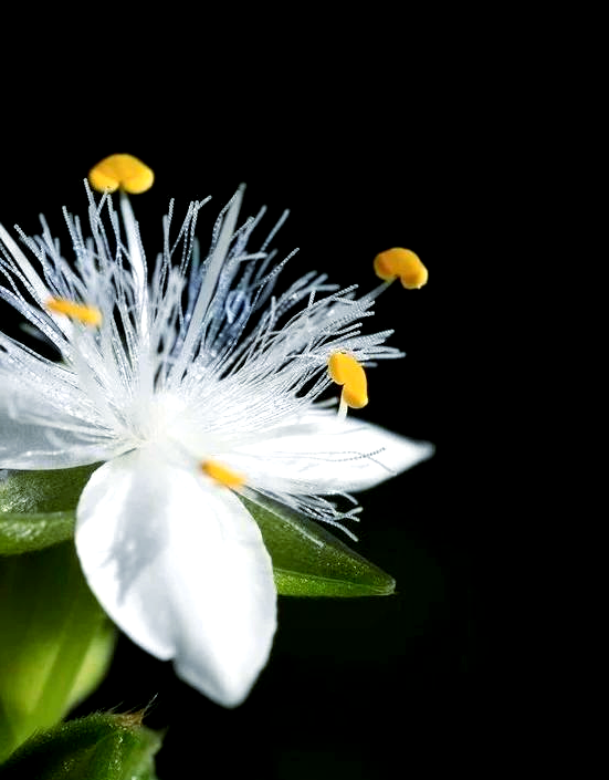 白花紫露草花语图片