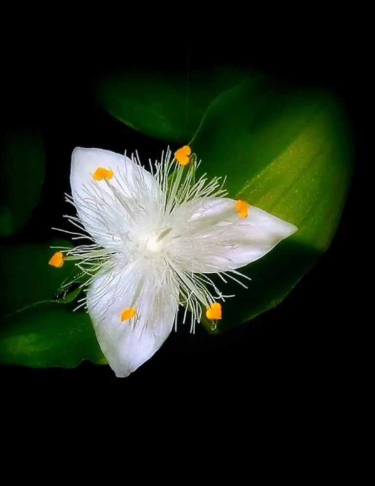 白花紫露草花语图片