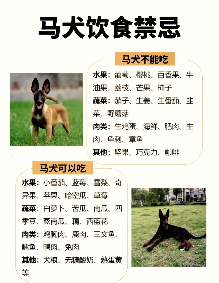 马犬真假对比 正宗图片