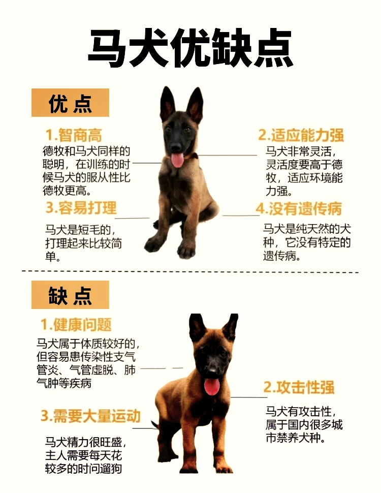 马犬真假对比 正宗图片