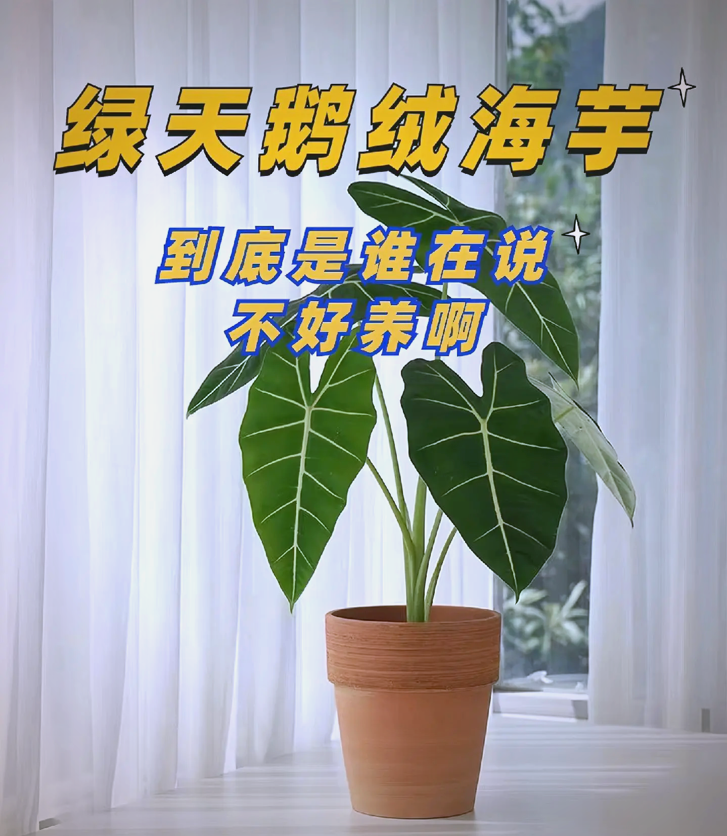 绿天鹅绒海芋