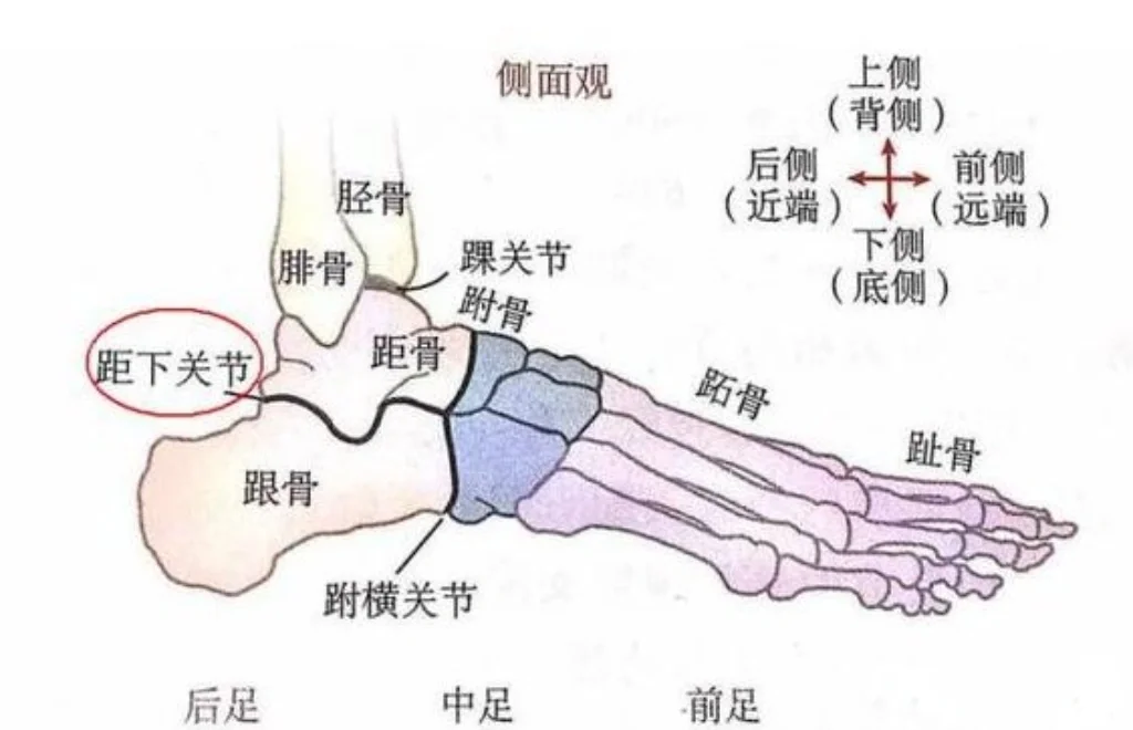 💪脚背外开受限?关节因素揭秘🔍