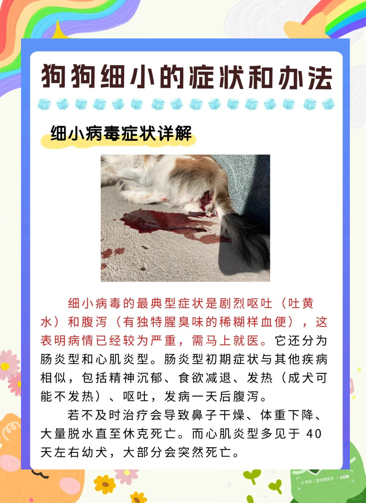 狗狗得细小怎么办图片