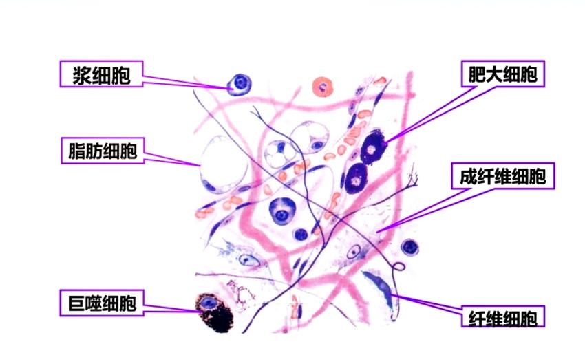 疏松结缔组织巨噬细胞图片