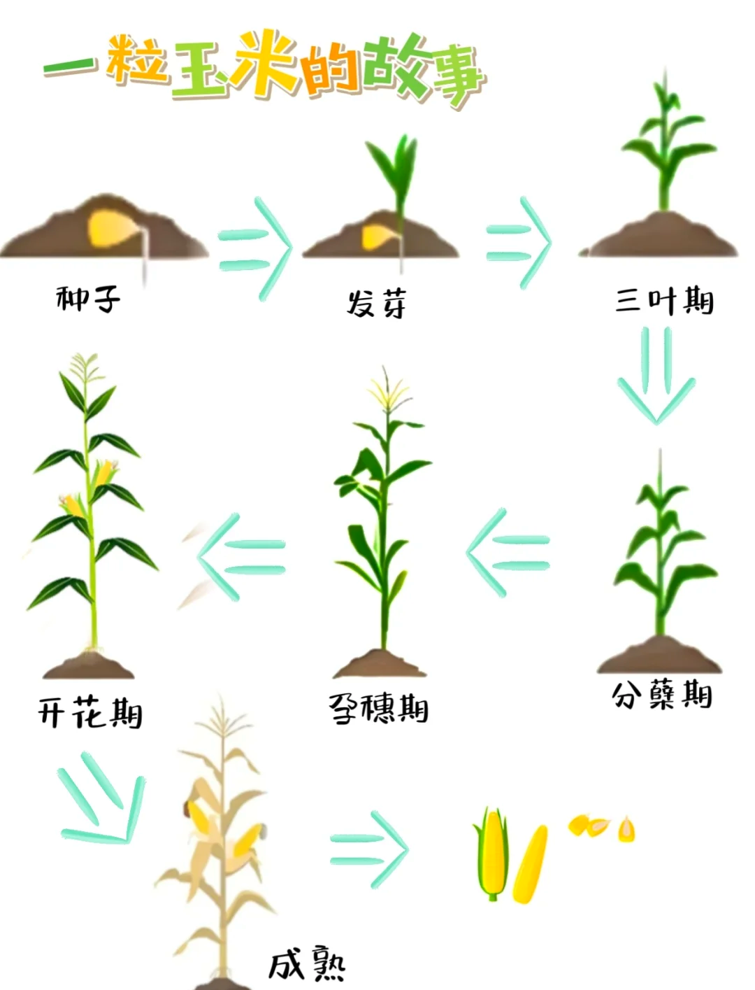 种子的一生生长图片