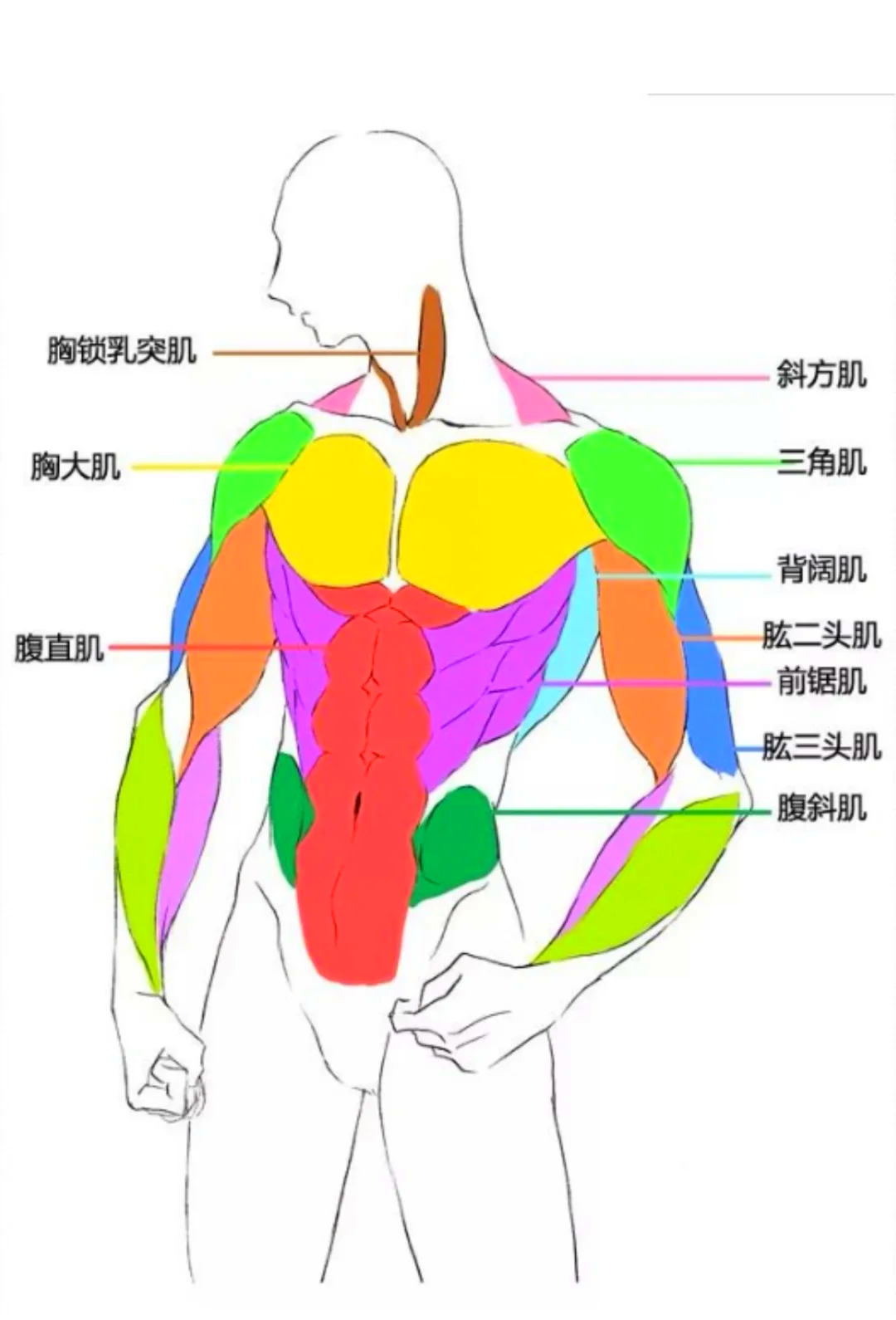 肌肉名称分布图图片