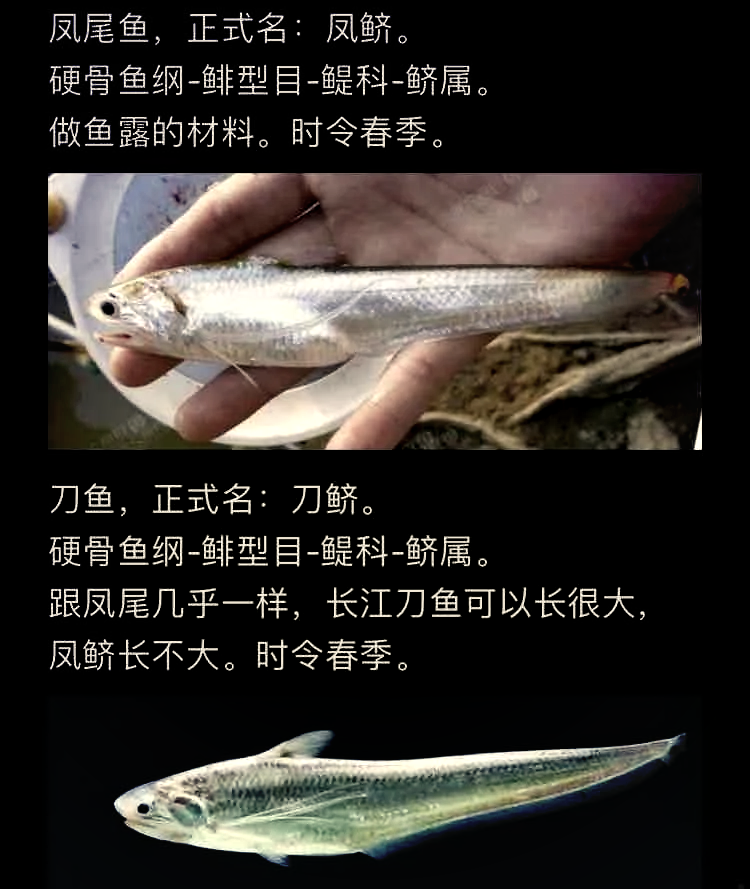 野生三黎鱼图片