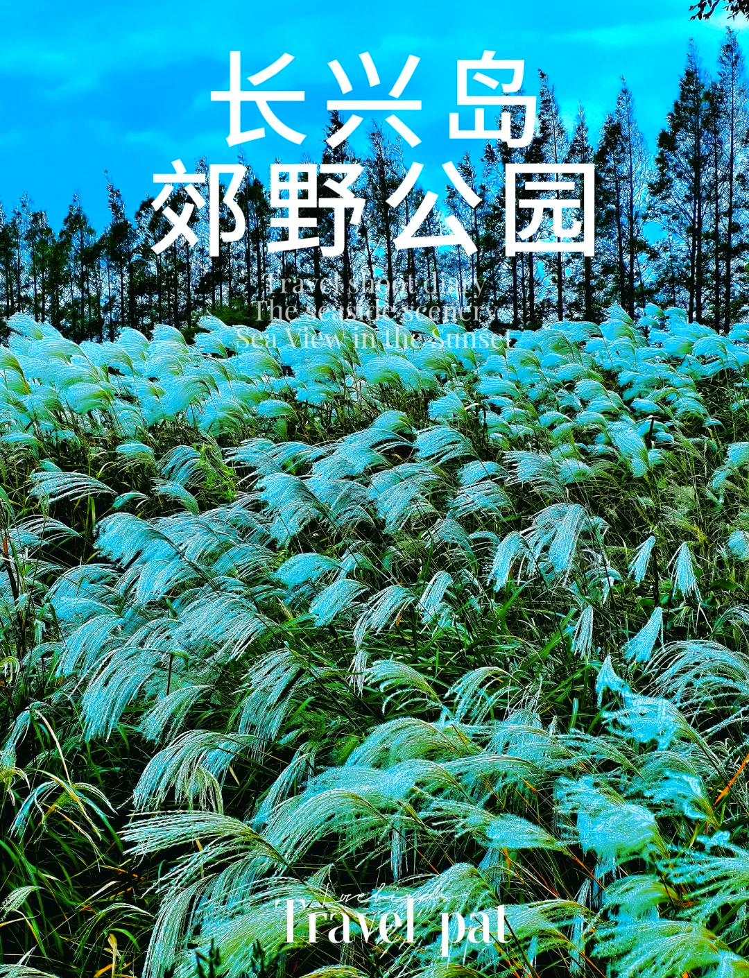 长兴岛郊野公园植树图片