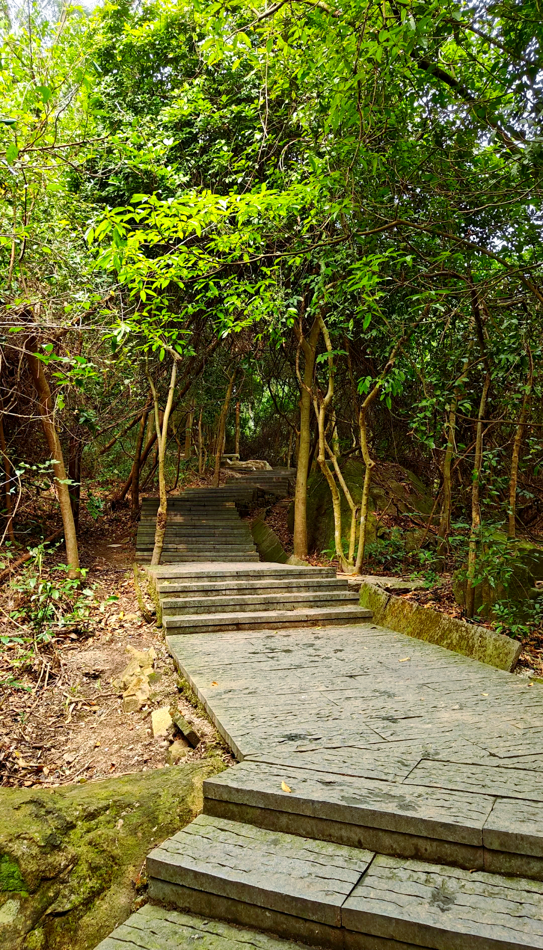 大岭山森林公园简介图片