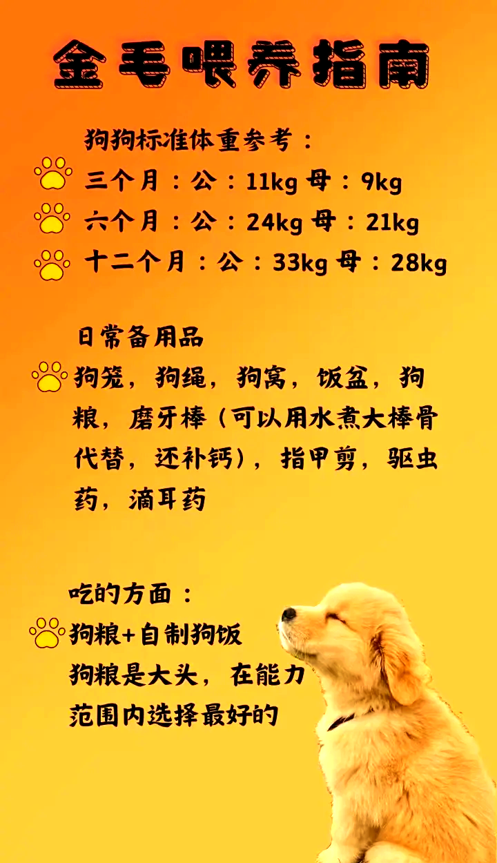 金毛犬体重标准表图片