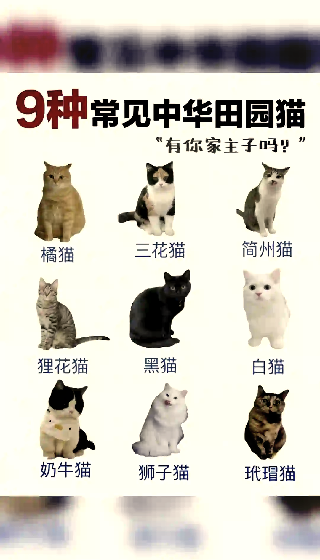 中国八大名猫图片