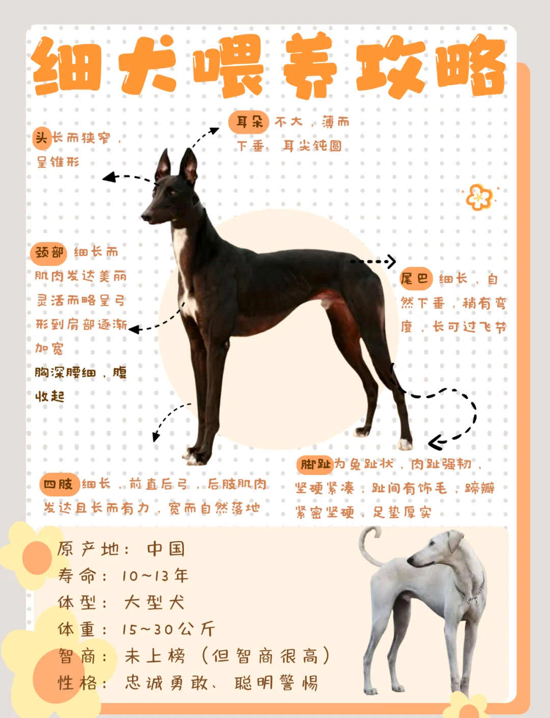 华夏细犬图片