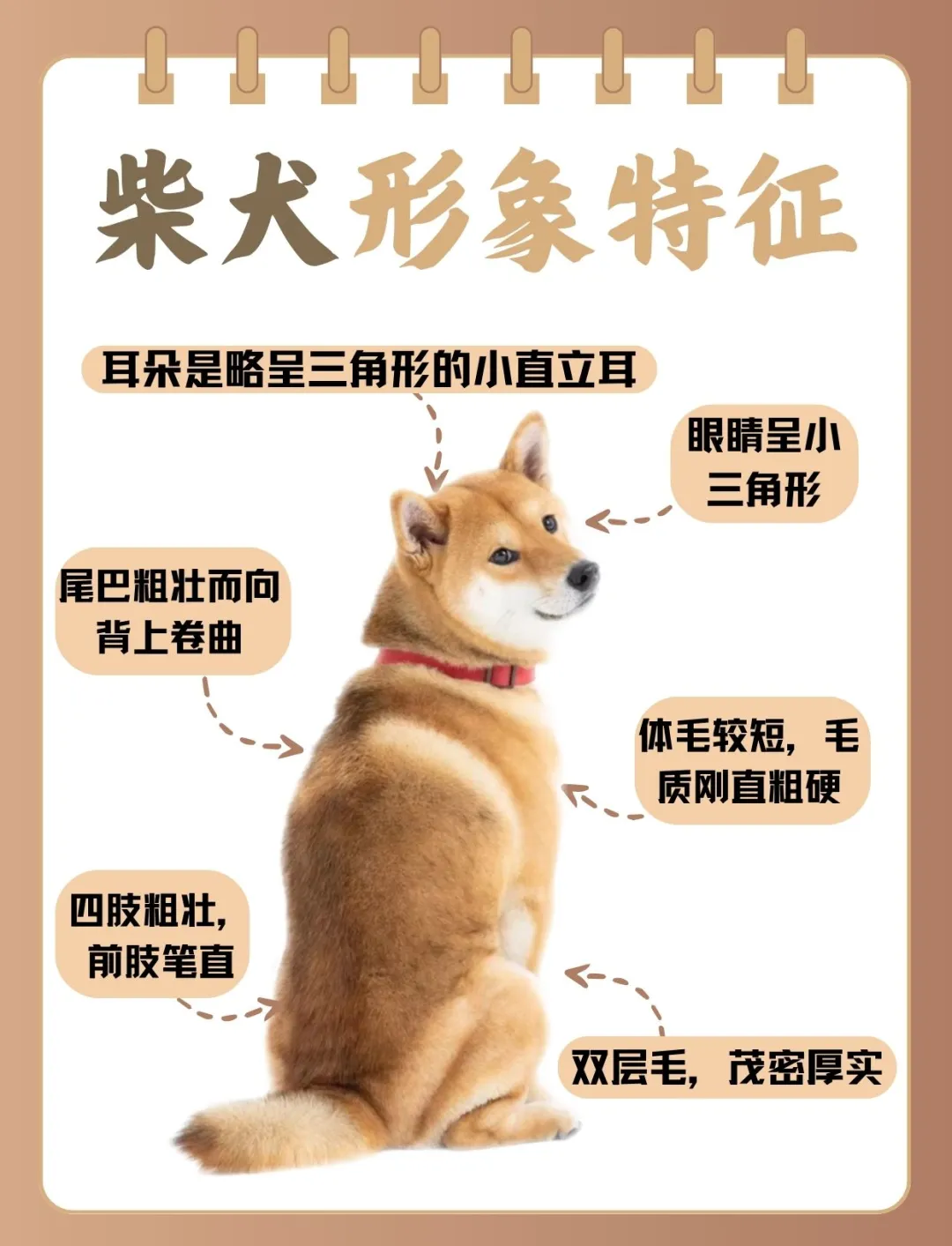 柴犬尾巴短图片