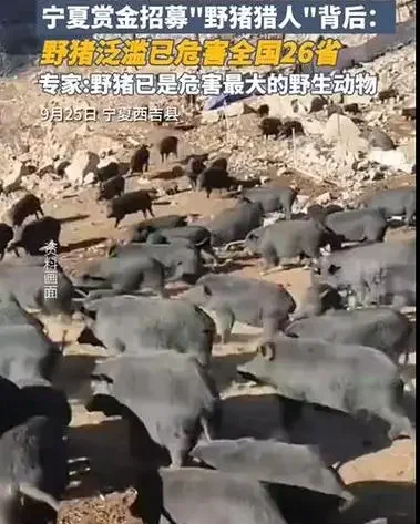 浙江野猪成灾图片