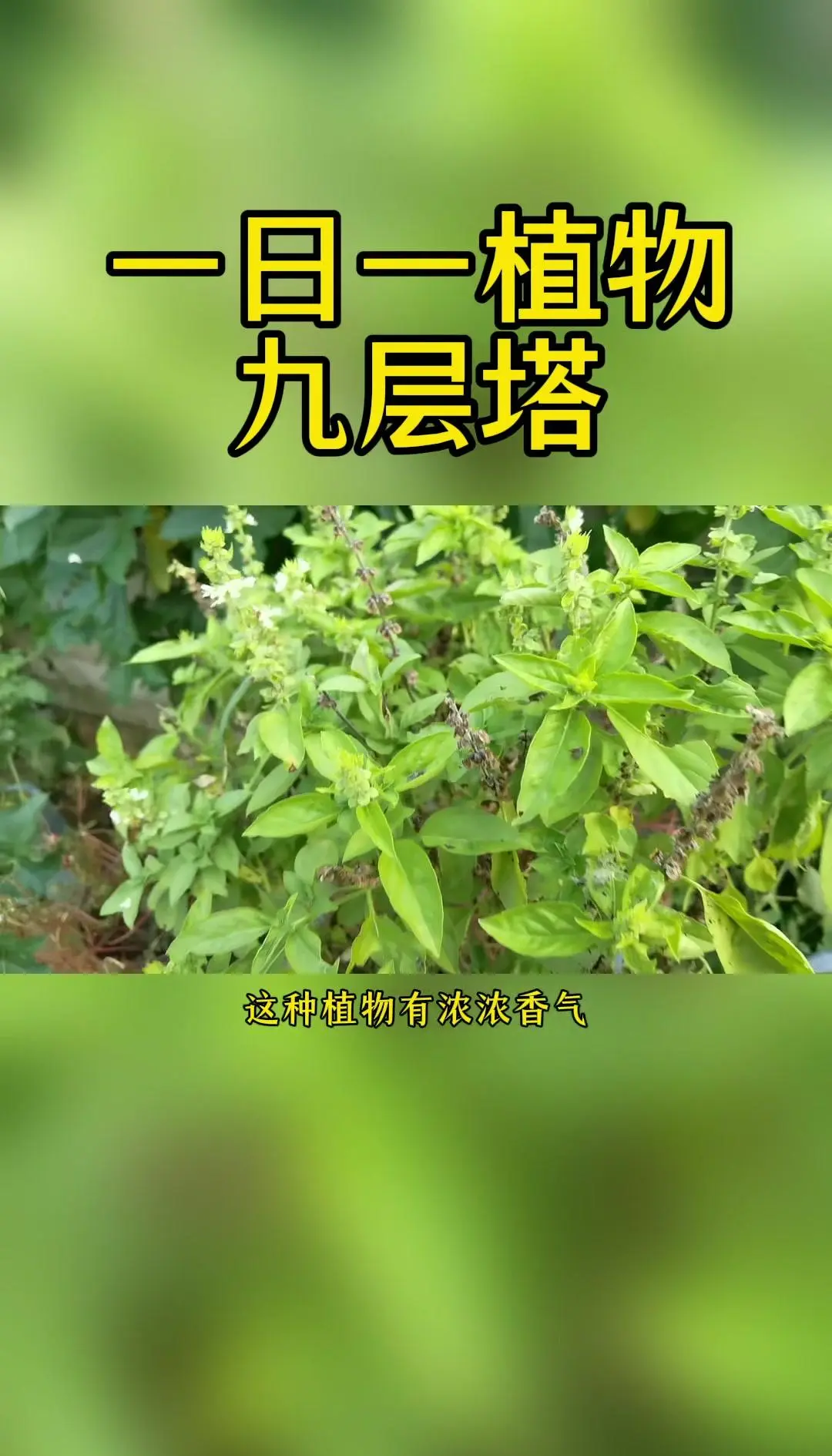 失火南方香叶po图片