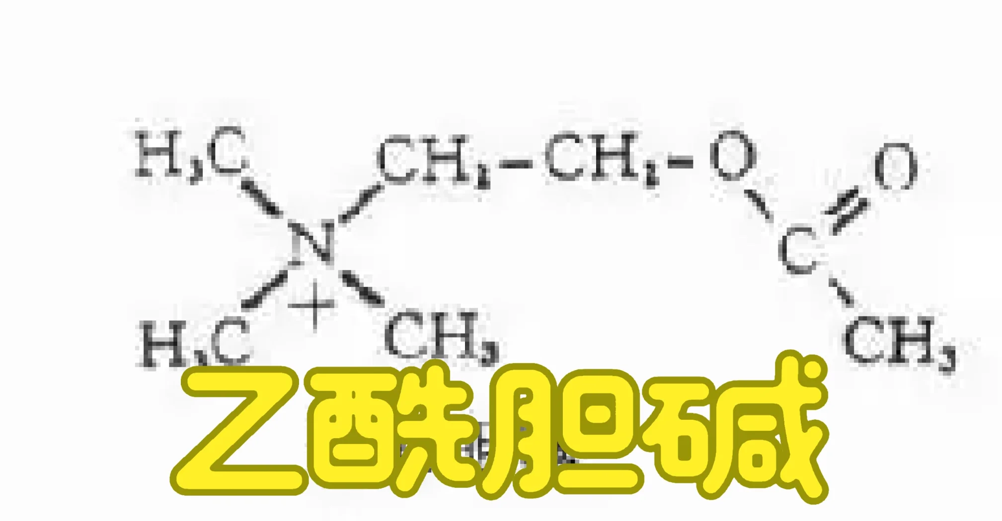 乙酰胆碱:神经系统的关键信号