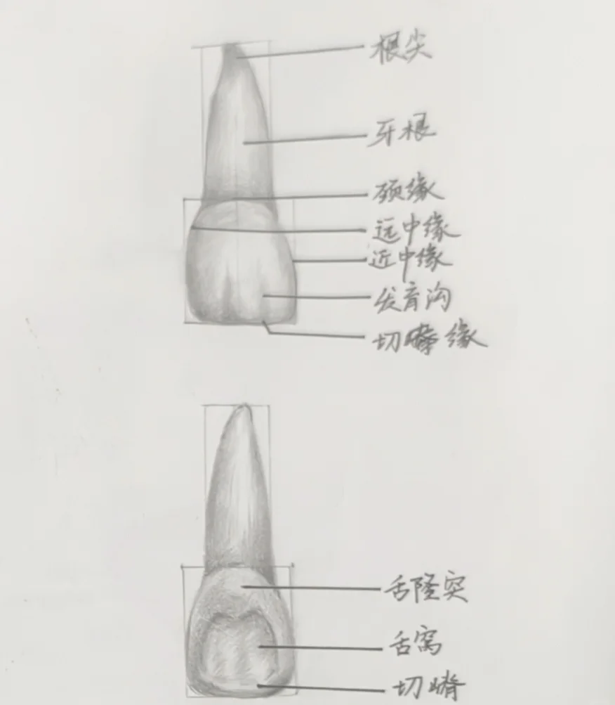 上颌中切牙画图步骤图片