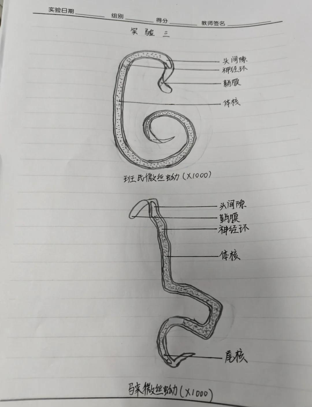 寄生虫形态学绘图图片