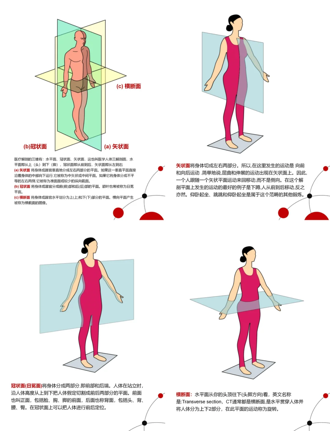 人体的轴和面图解图片