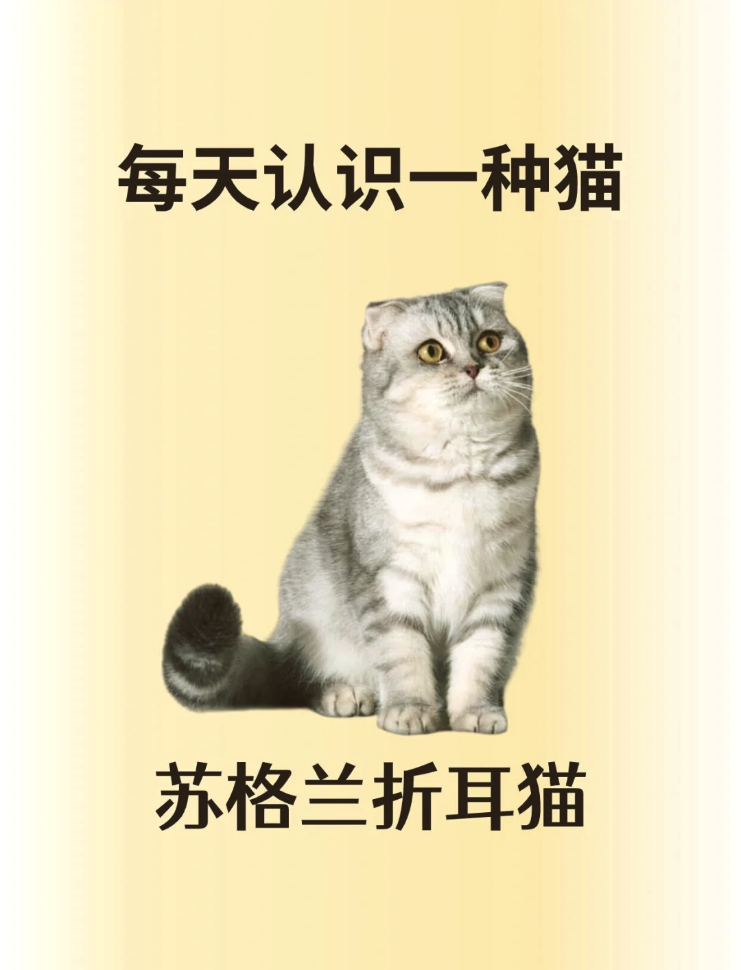 折耳猫品种介绍与图解图片