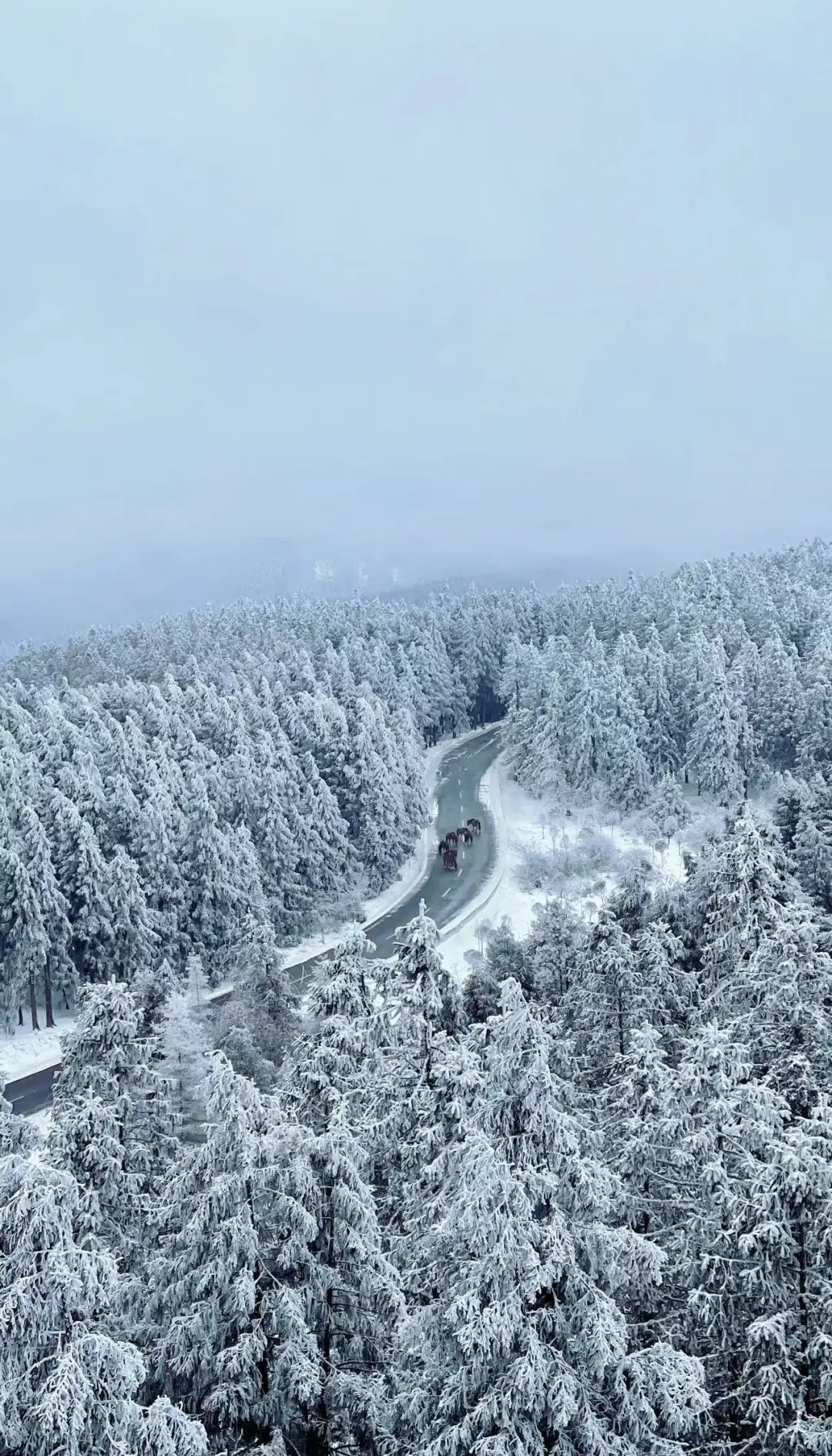 仙女山下雪的图片图片