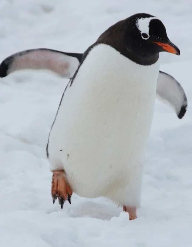 🐧 每日萌企鹅大放送 🐧