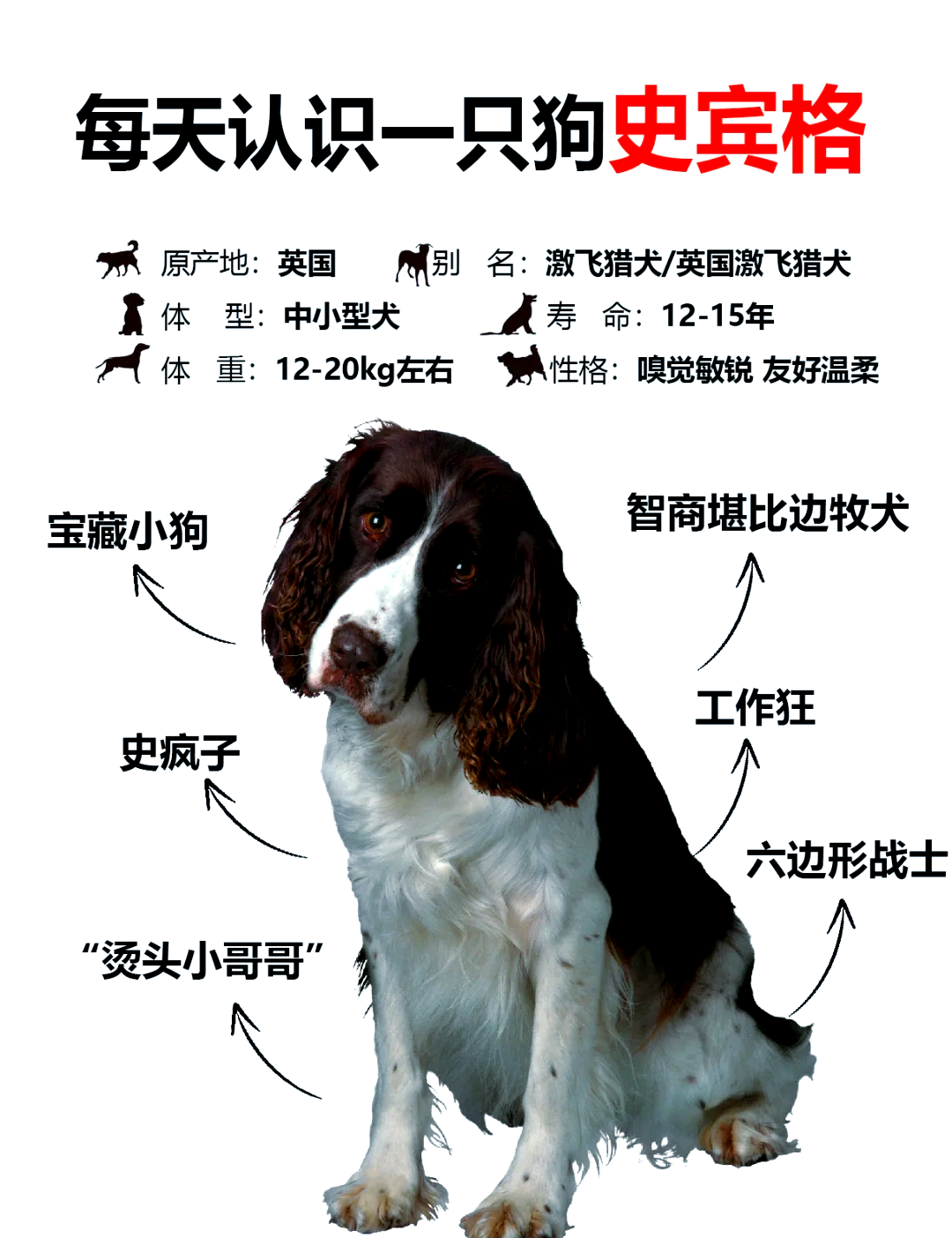 史宾格犬多大图片