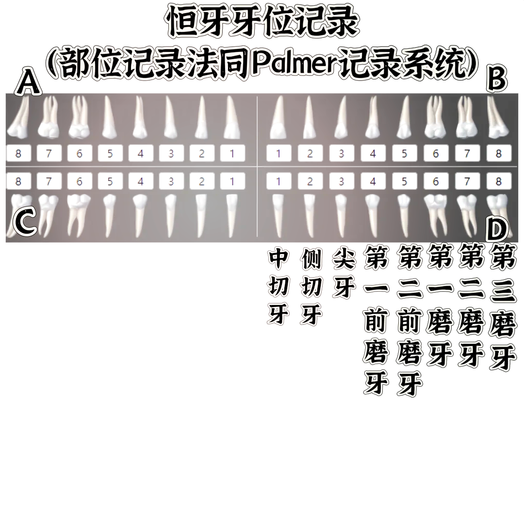 中切牙位置图片图片