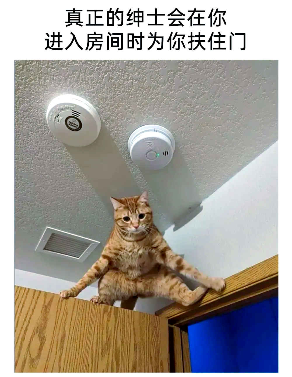 🐱十大热门梗猫图集🎉