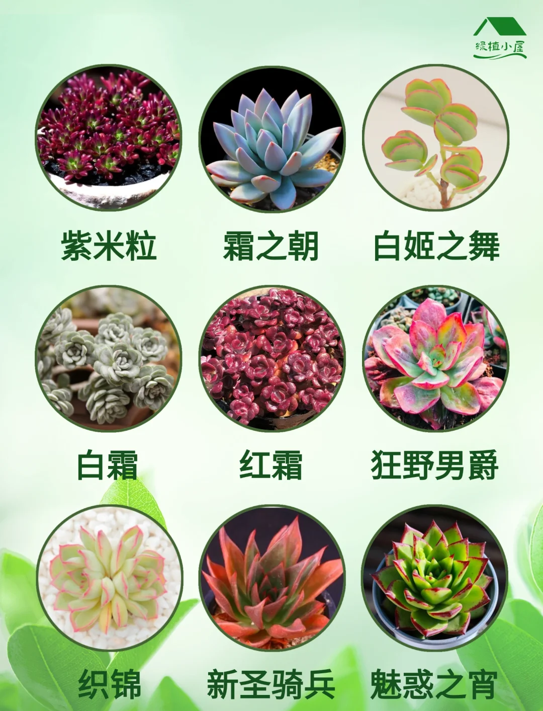 多肉花名字图片