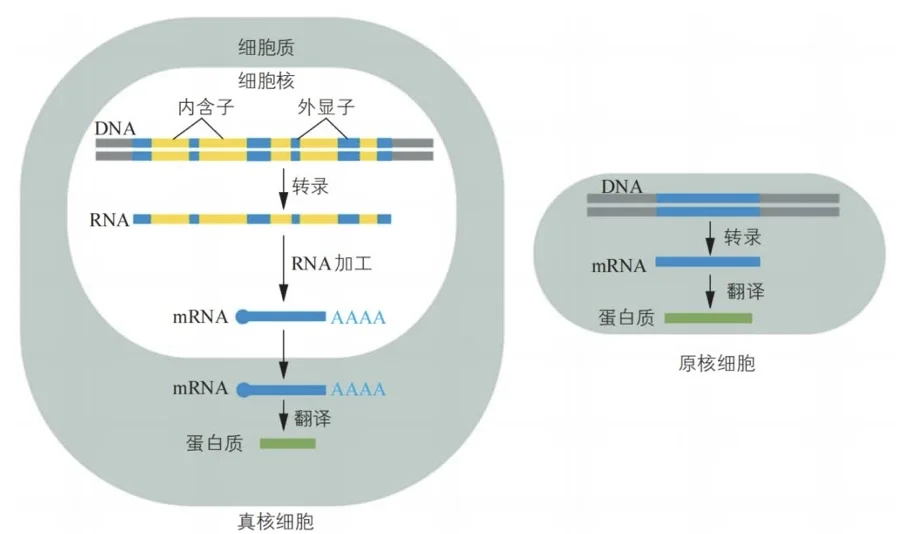 原核生物基因表达图片