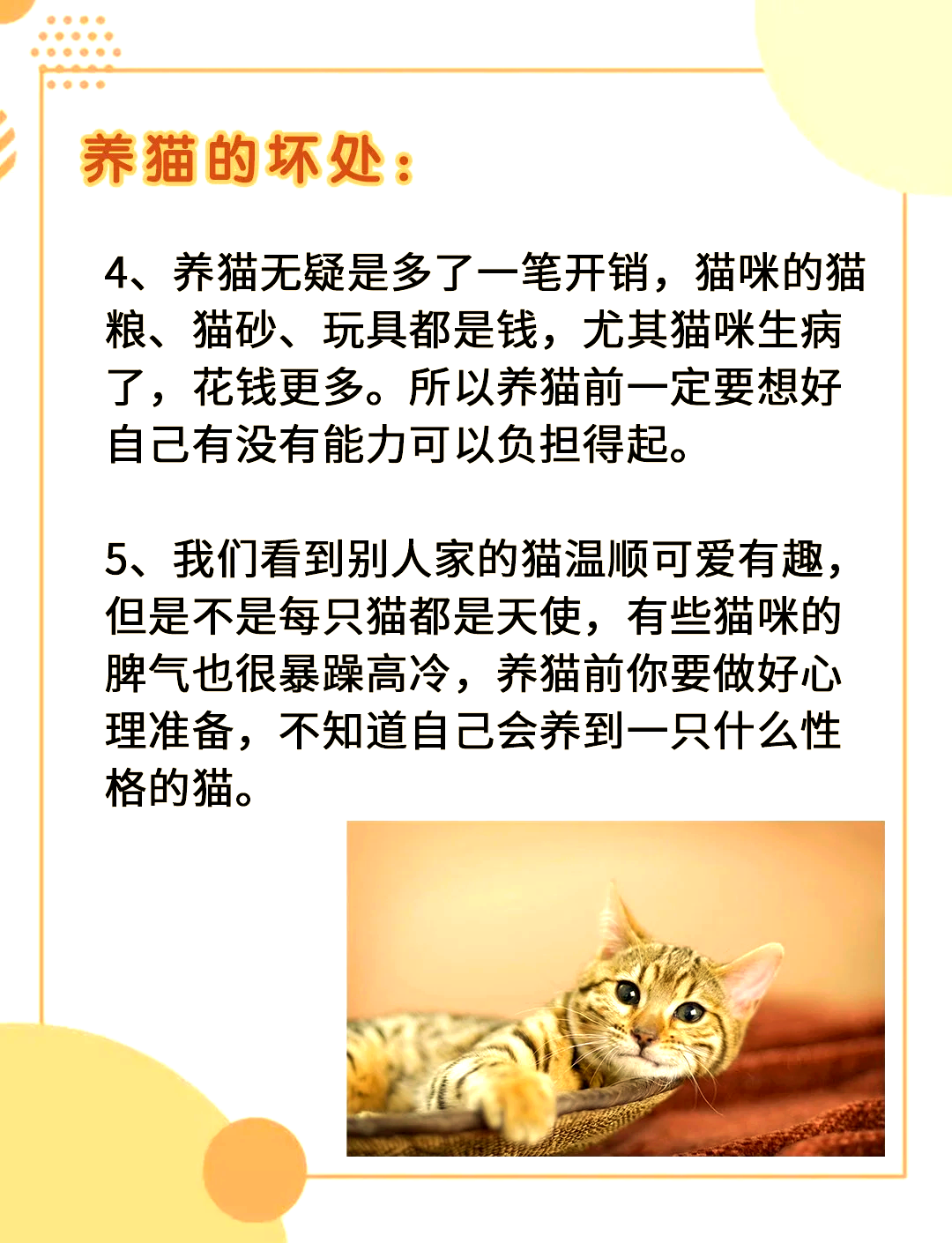 养猫的坏处图片