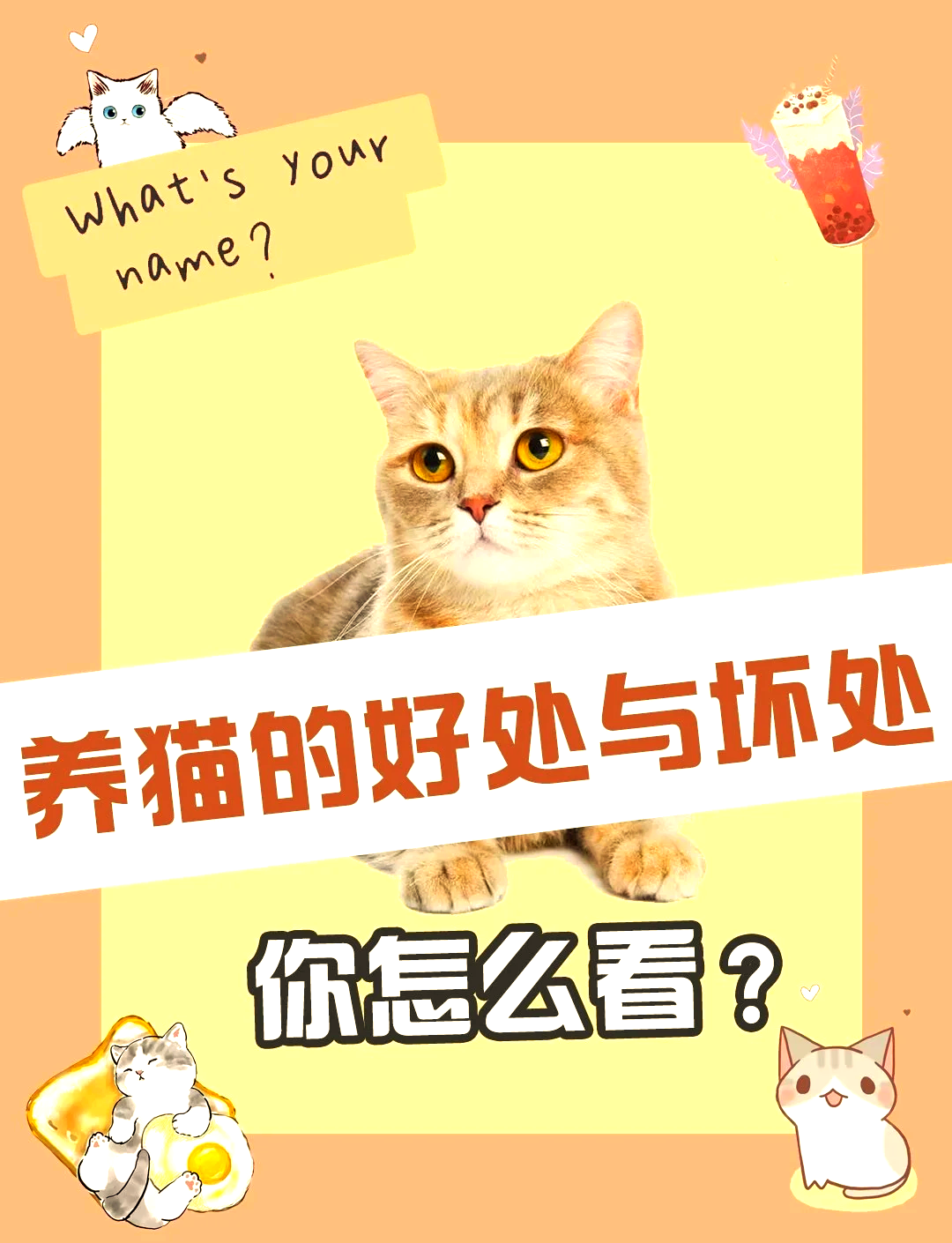 养猫的坏处图片