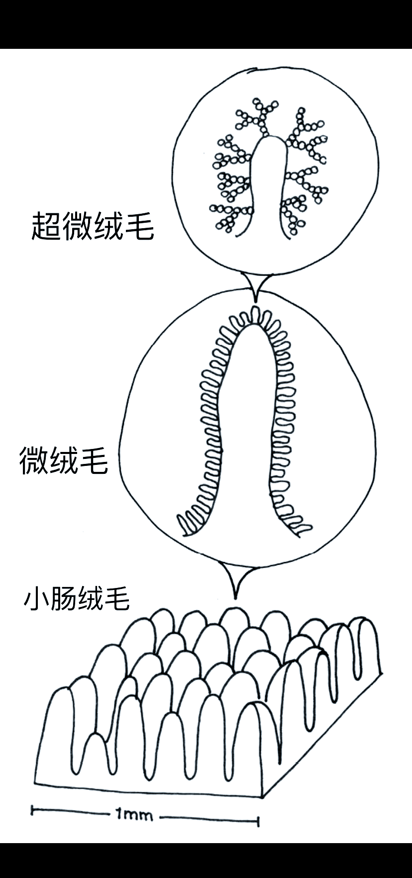 小肠绒毛结构图简笔画图片