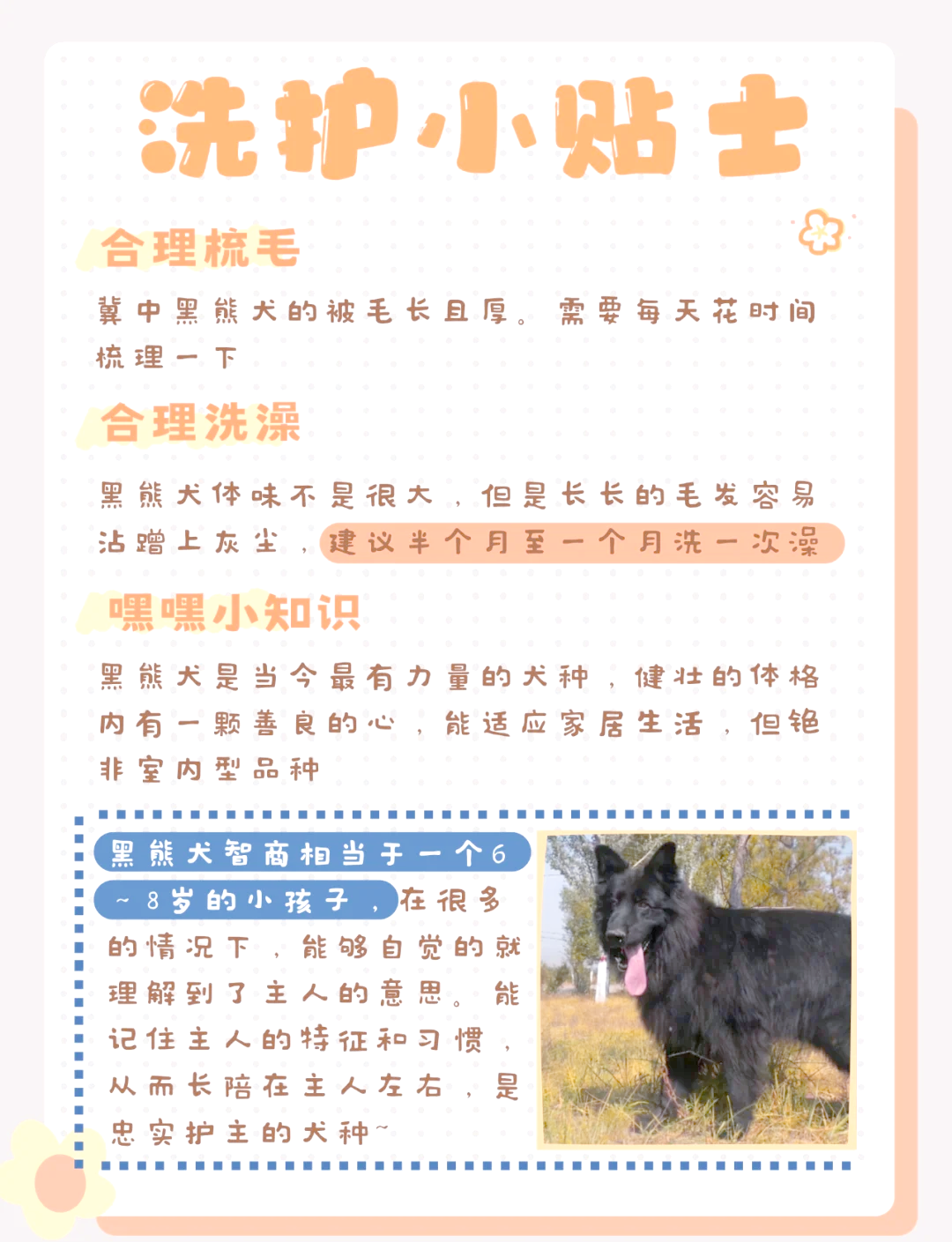 黑熊犬性格图片