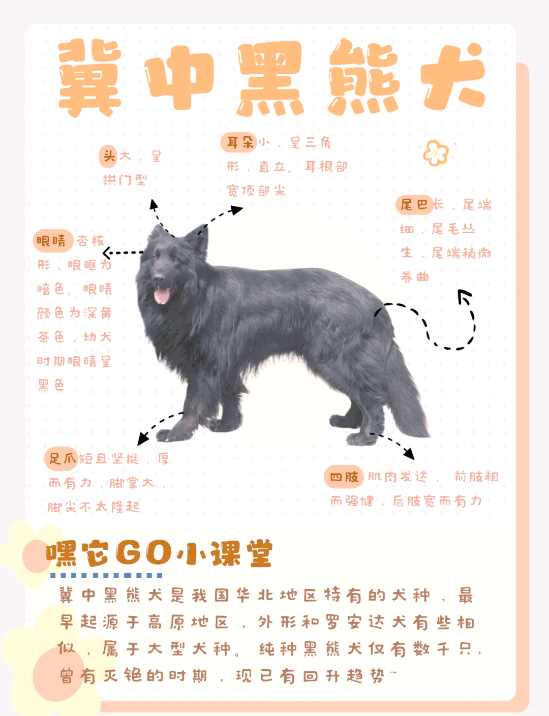 黑熊犬性格图片