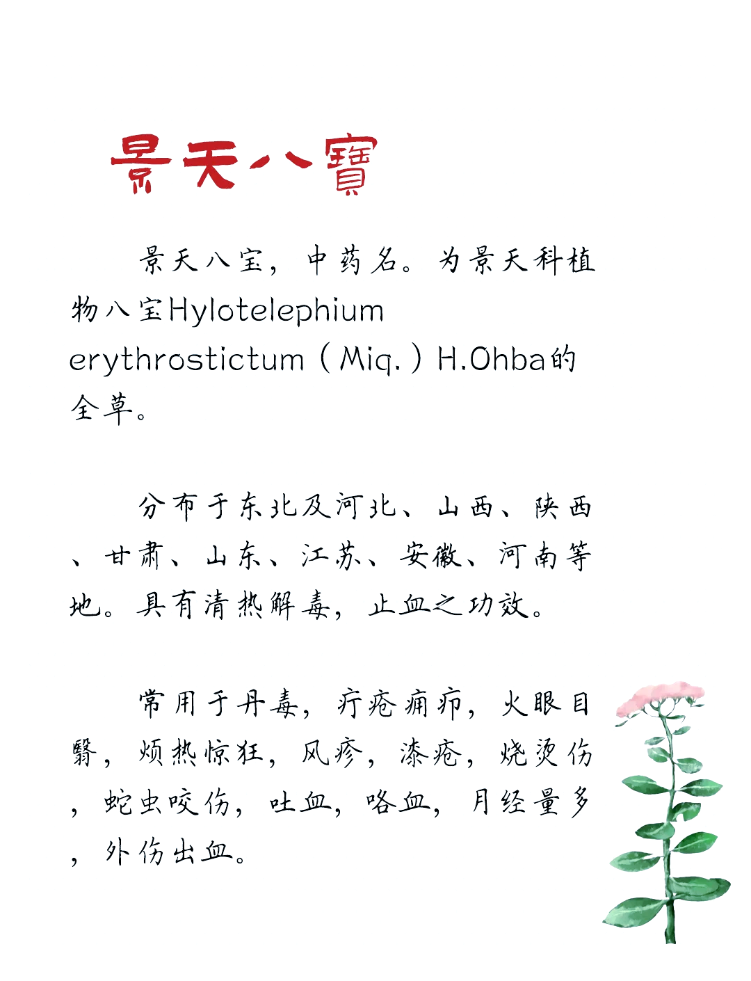 八宝景天 药用价值图片