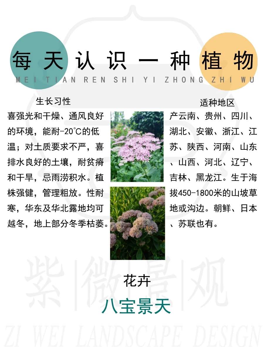 八宝景天 药用价值图片