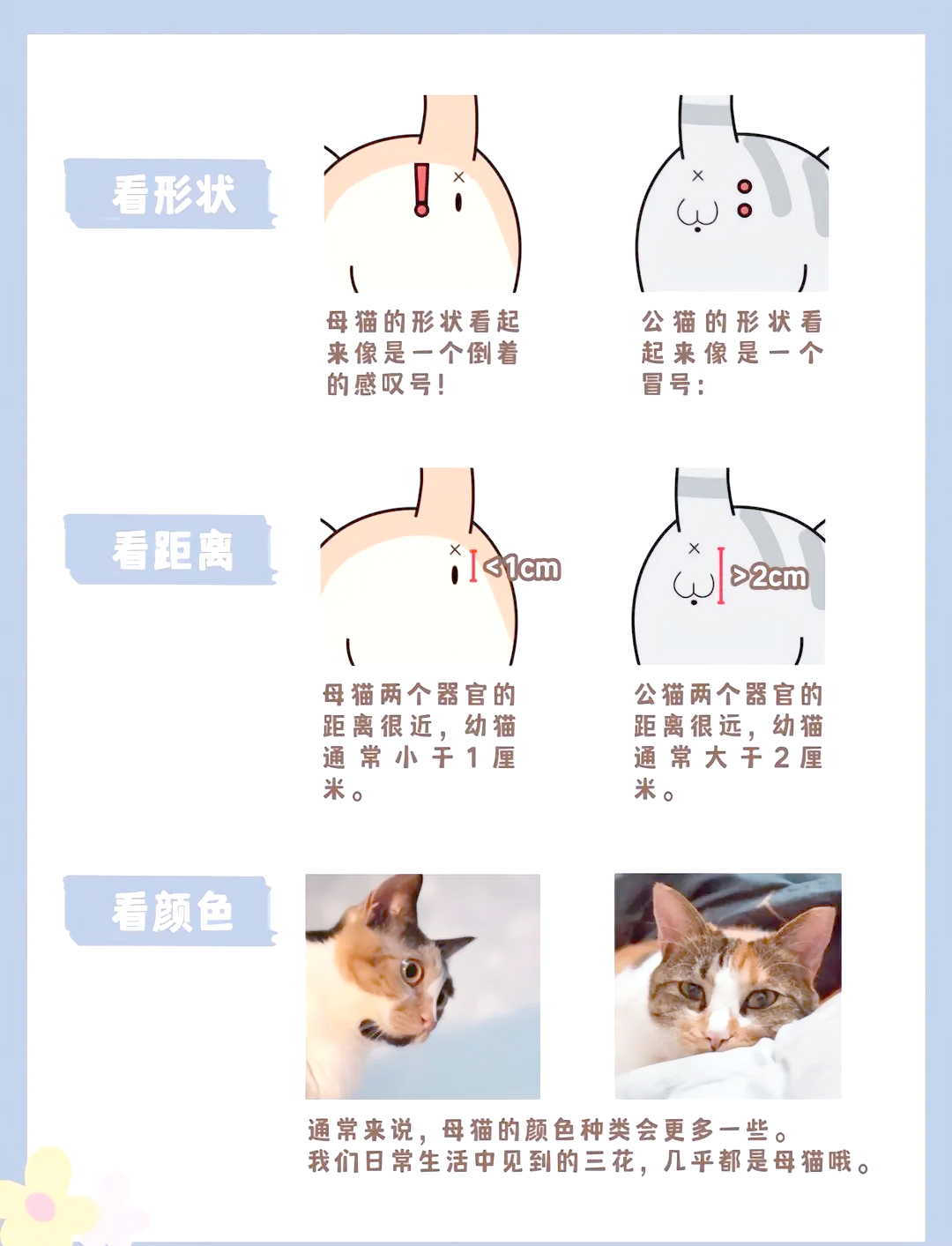 猫仔怎么分辨男女图图片