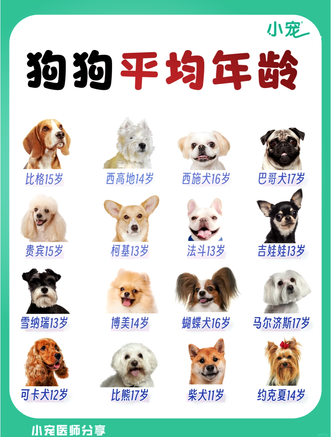 比格犬的寿命图片